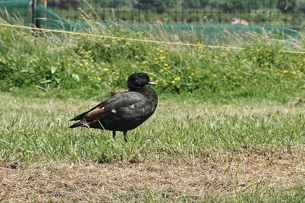 Tarro Maorí - ML647399597