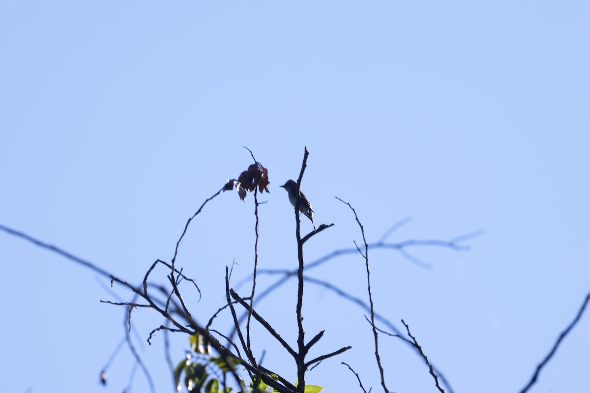Eastern Wood-Pewee - ML647399606