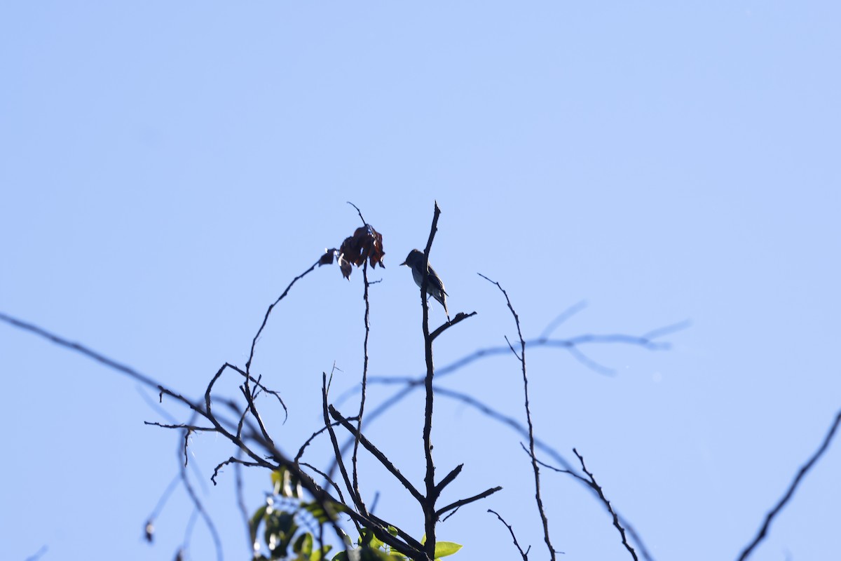 Eastern Wood-Pewee - ML647399607