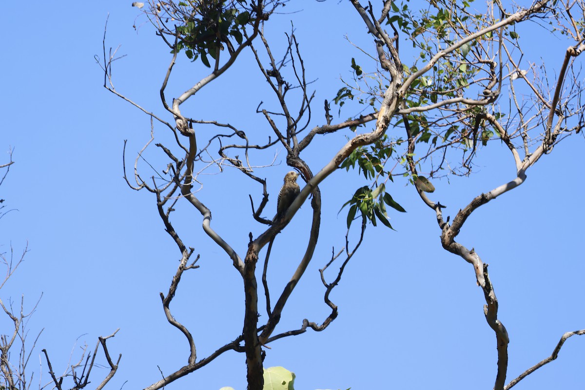 Eastern Wood-Pewee - ML647399610