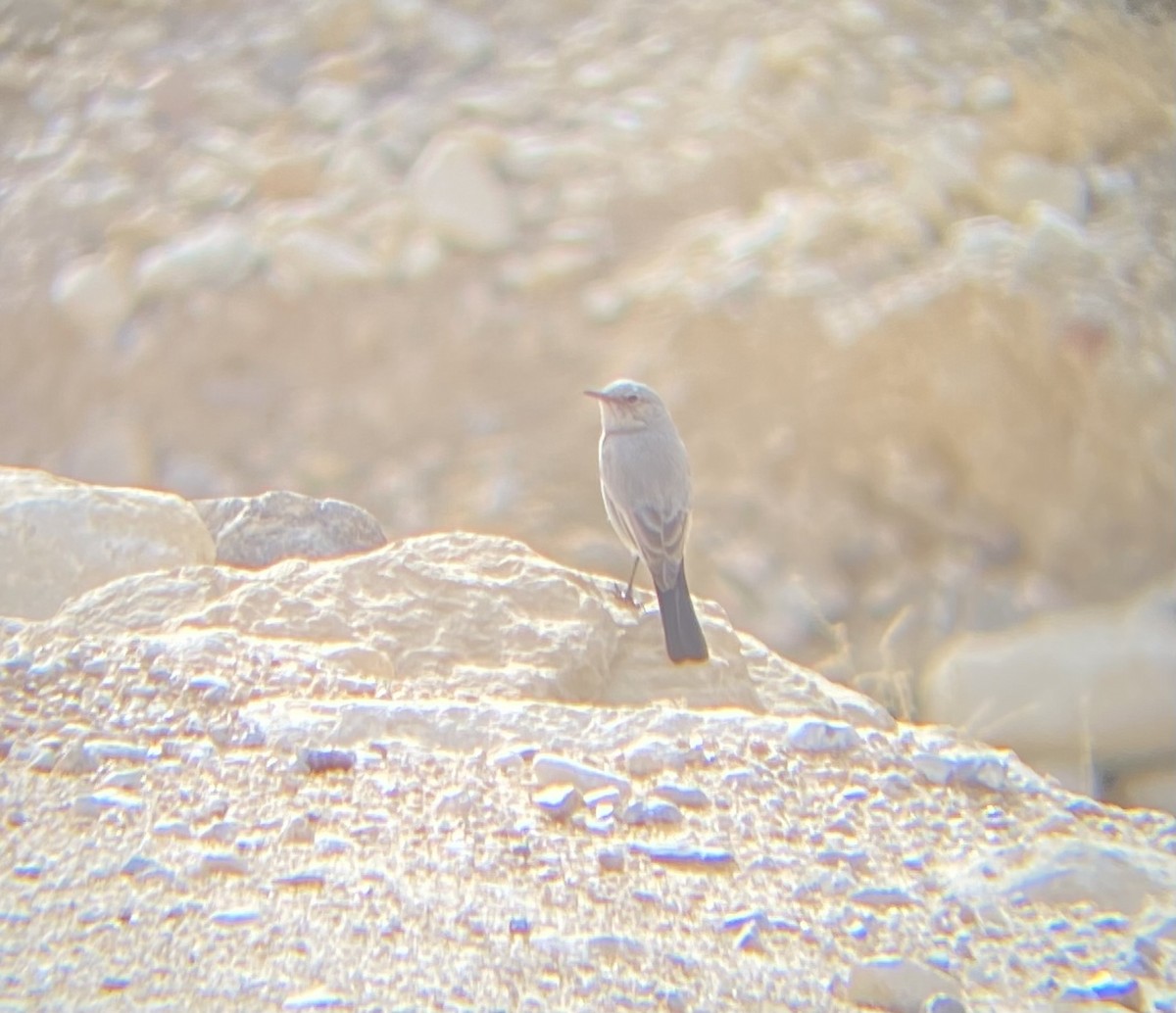 Blackstart - ML647399612