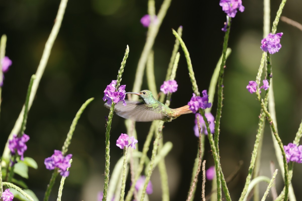 Rufous-tailed Hummingbird - ML647399613