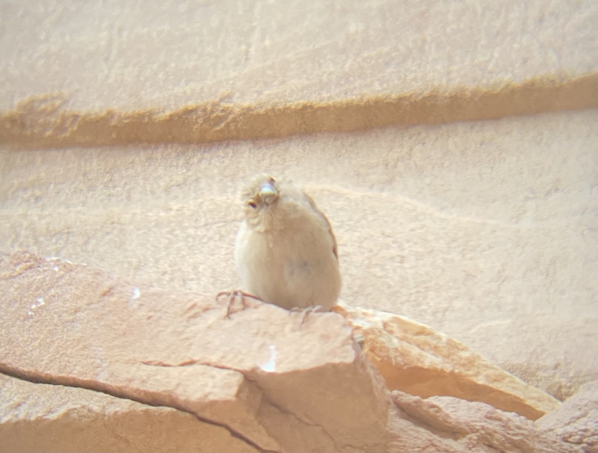 Sinai Rosefinch - ML647399614