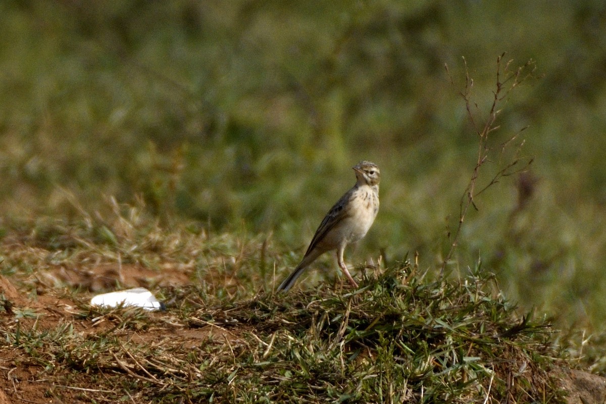 Paddyfield Pipit - ML647399615