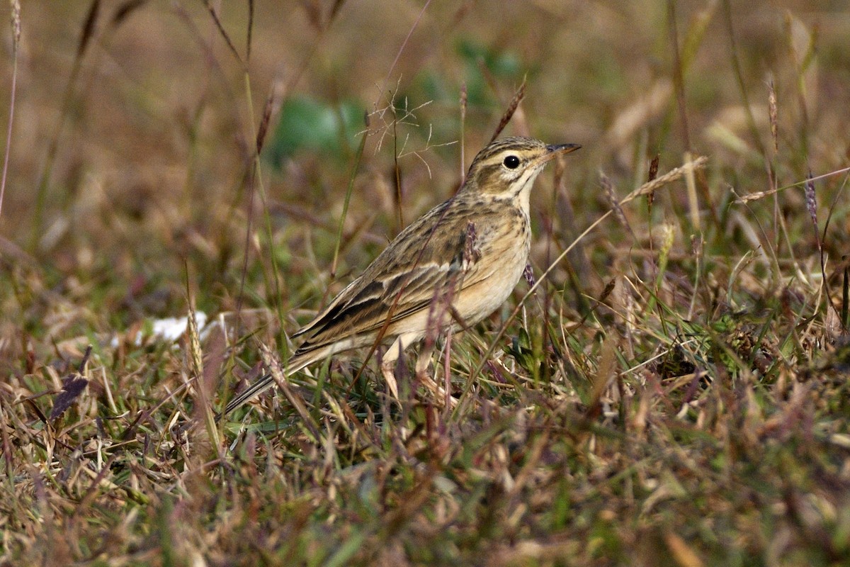Paddyfield Pipit - ML647399616