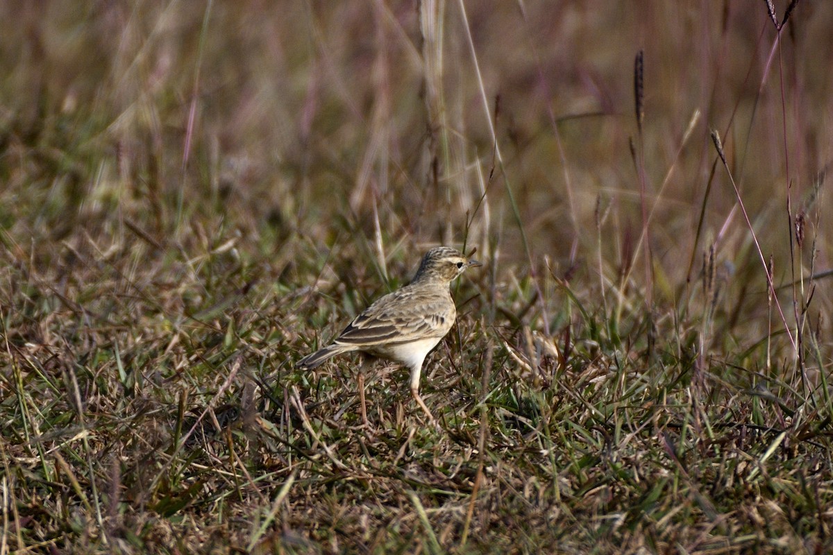 Paddyfield Pipit - ML647399617