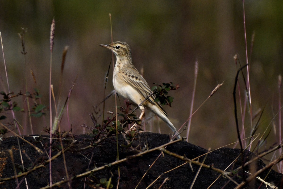 Paddyfield Pipit - ML647399618