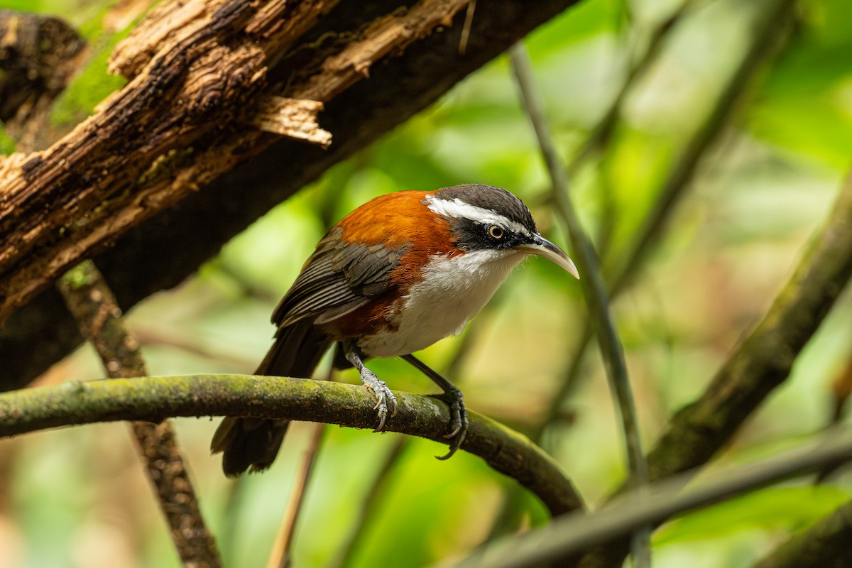 Sunda Scimitar-Babbler - ML647399621