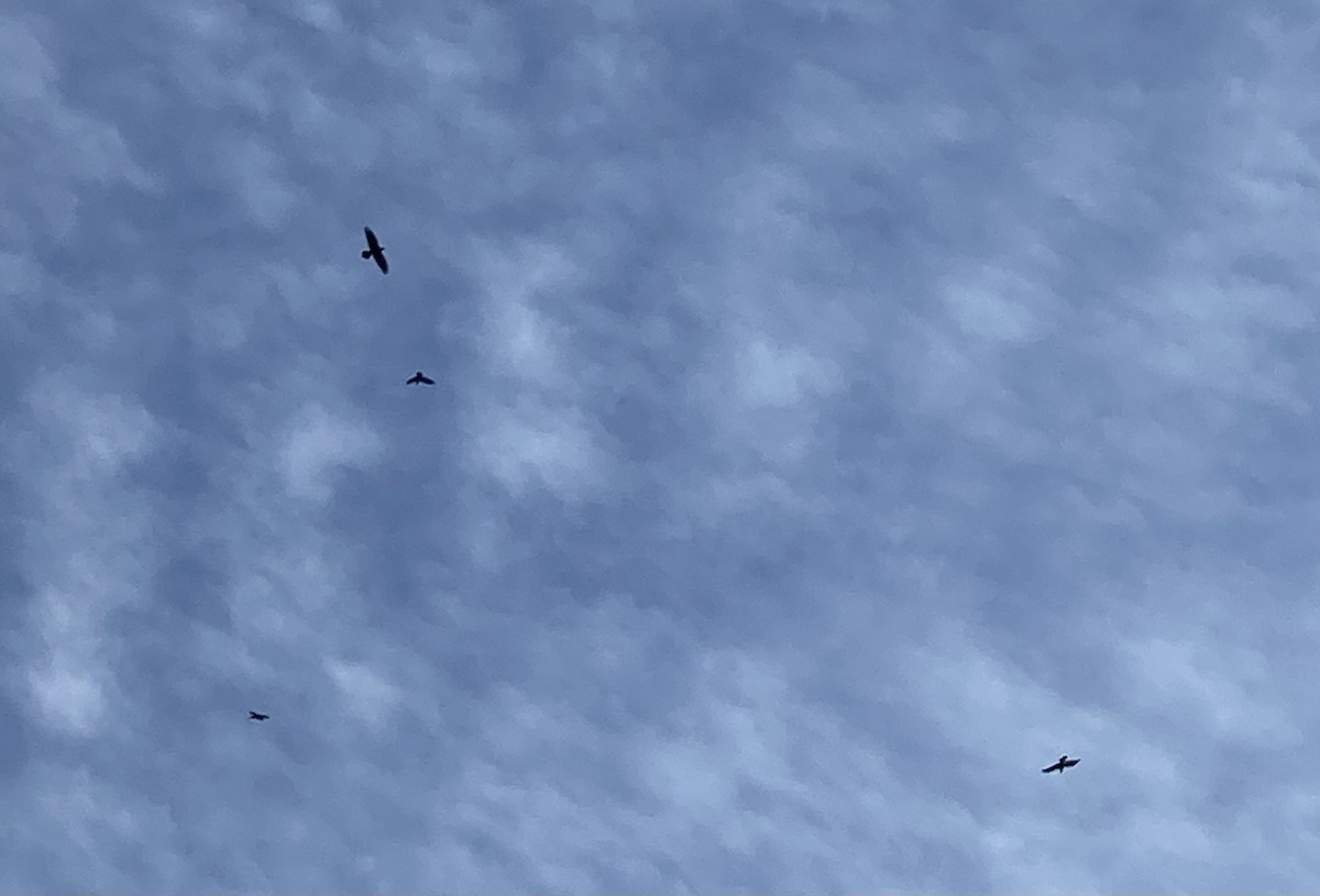 Brown-necked Raven - ML647399622