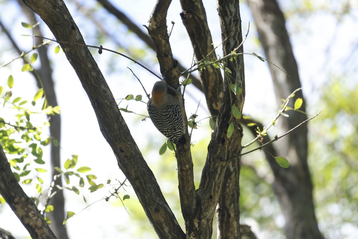 Hoffmann's Woodpecker - ML647399624