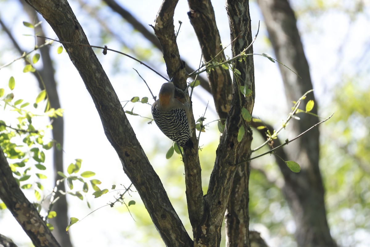 Hoffmann's Woodpecker - ML647399625