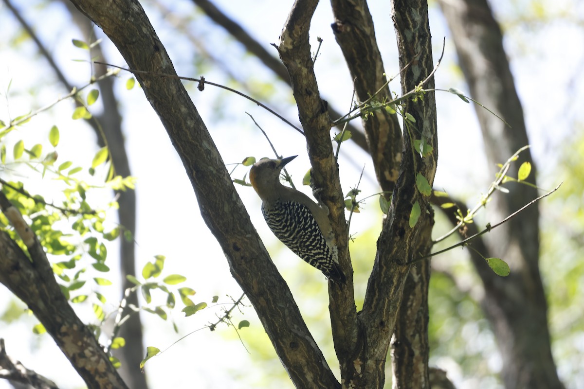 Hoffmann's Woodpecker - ML647399626