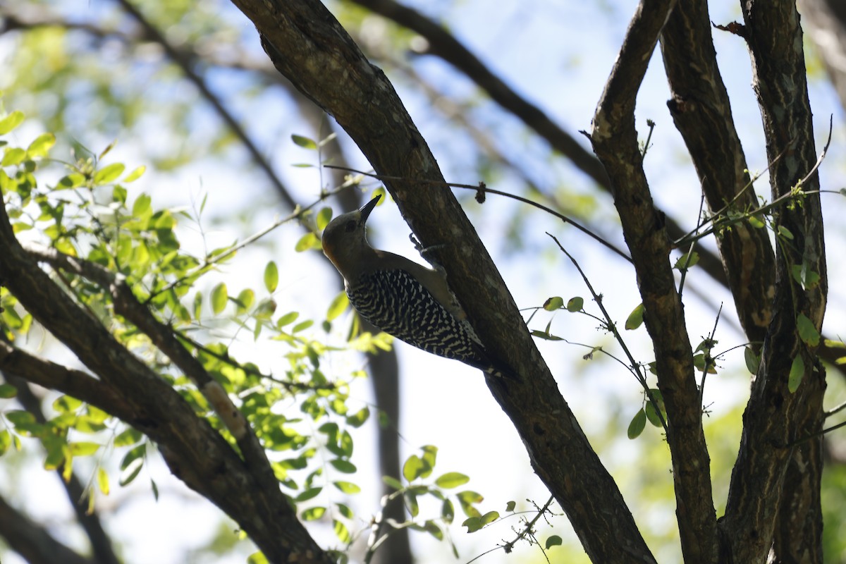 Hoffmann's Woodpecker - ML647399627