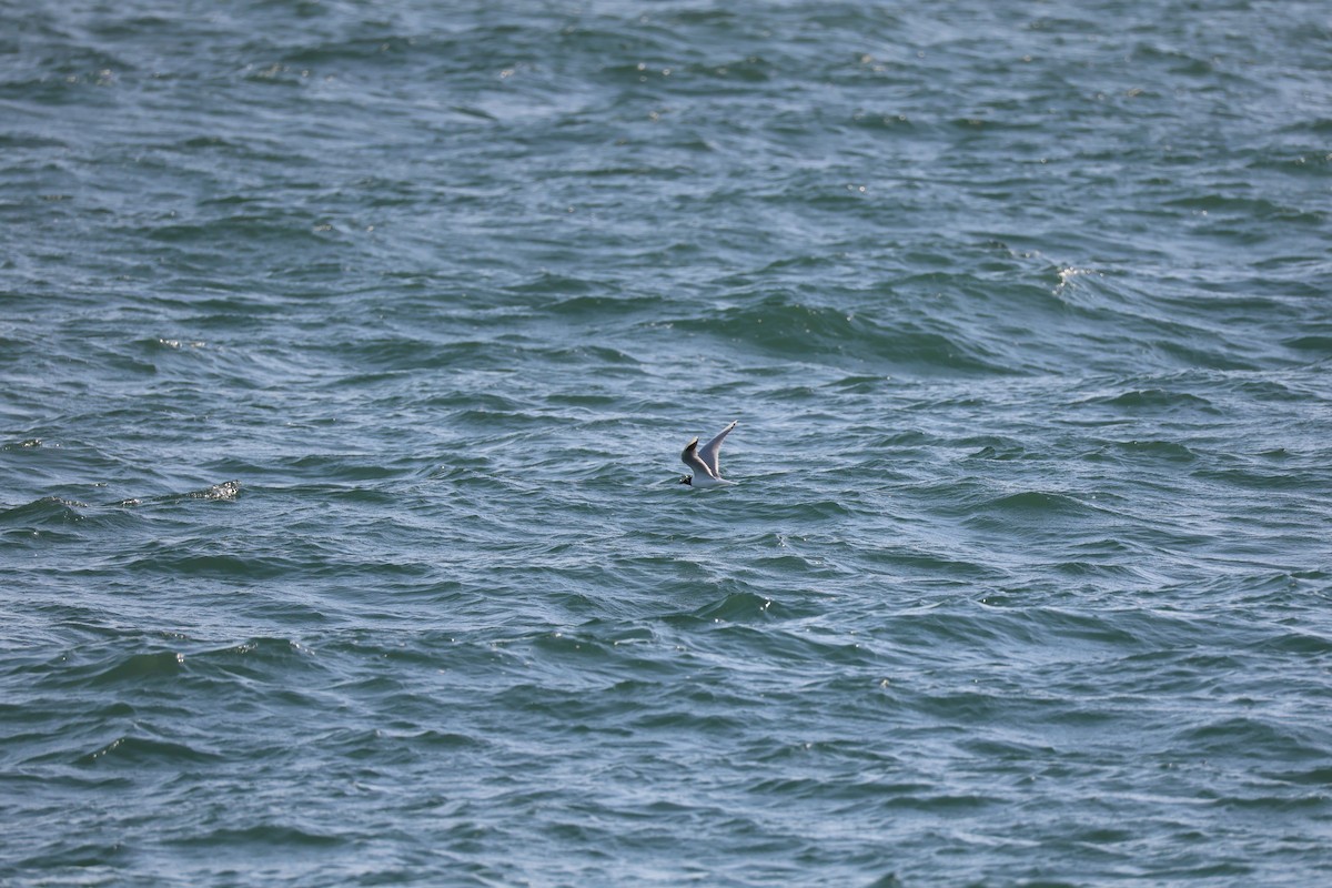 Black-headed Gull - ML647399628