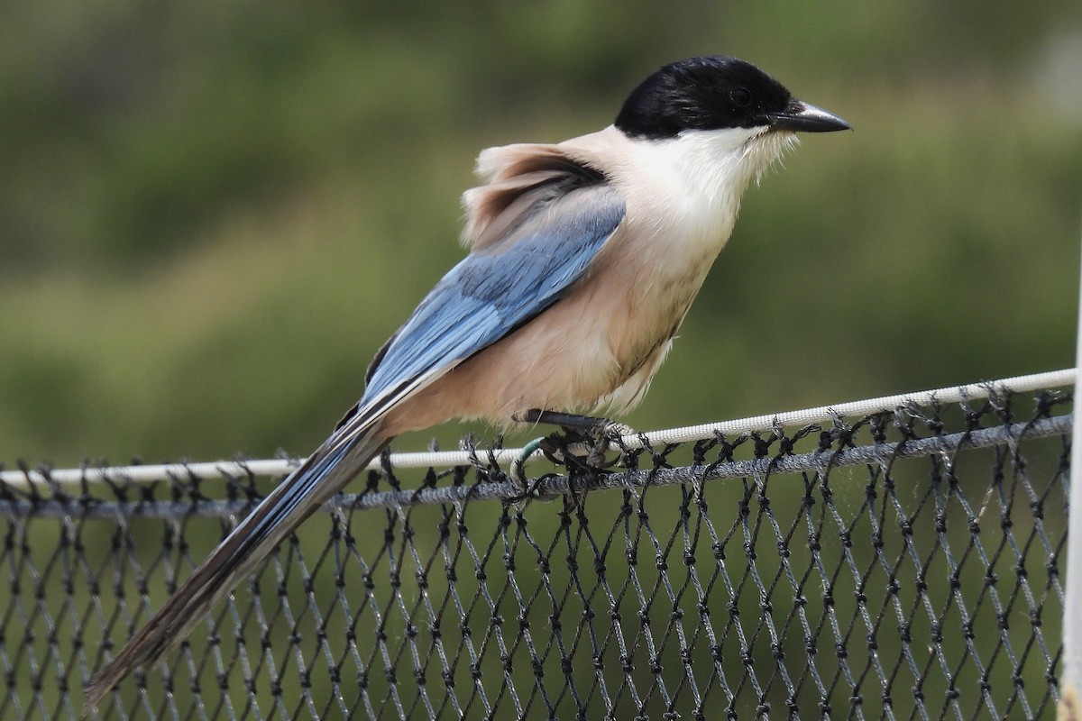 Iberian Magpie - ML647399629