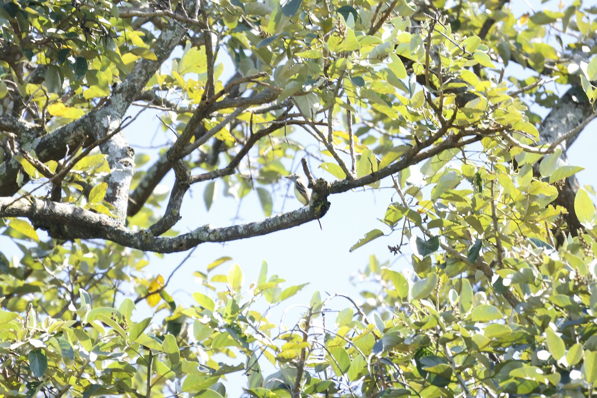 Great Crested Flycatcher - ML647399630