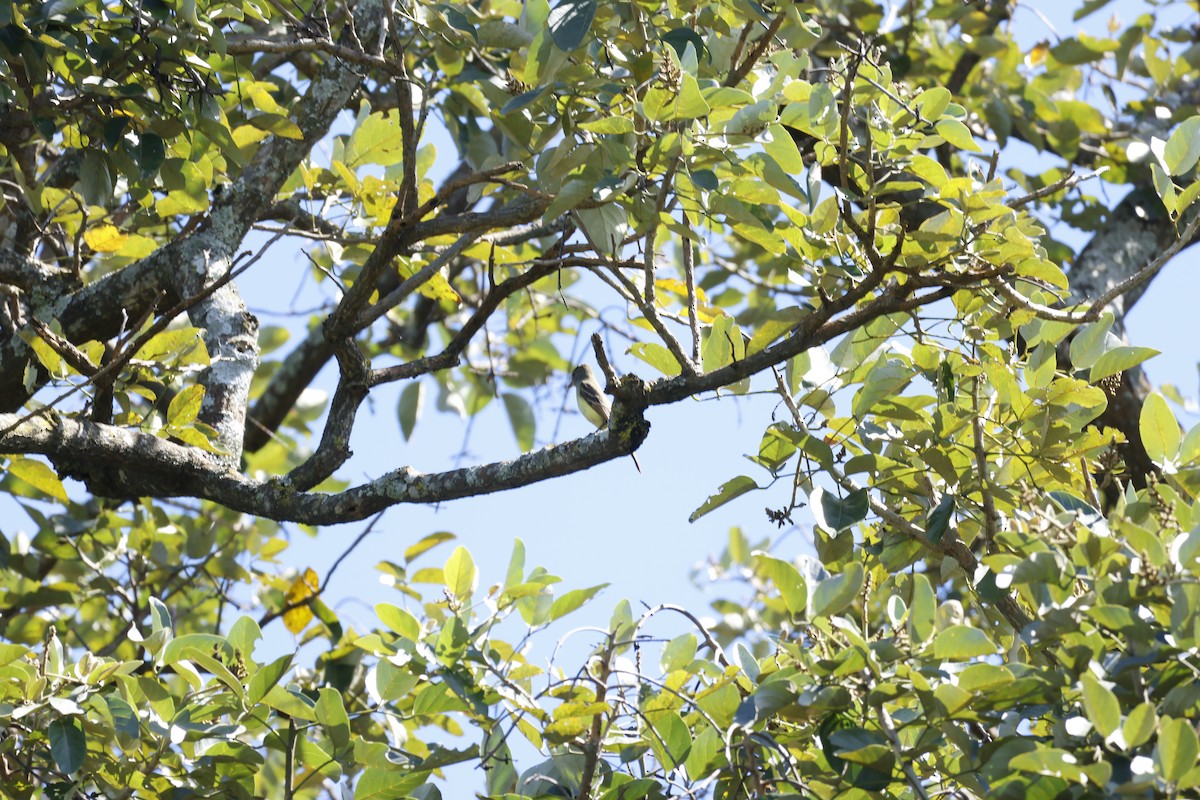 Great Crested Flycatcher - ML647399631