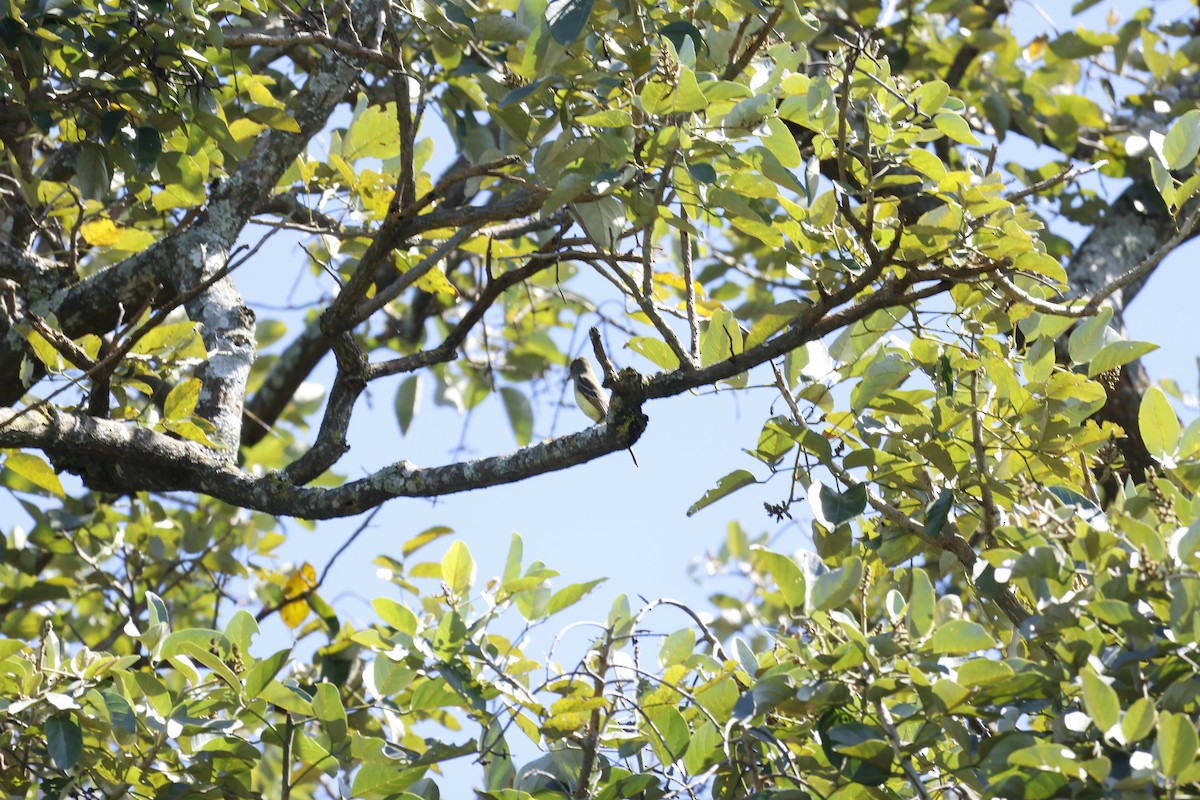 Great Crested Flycatcher - ML647399632