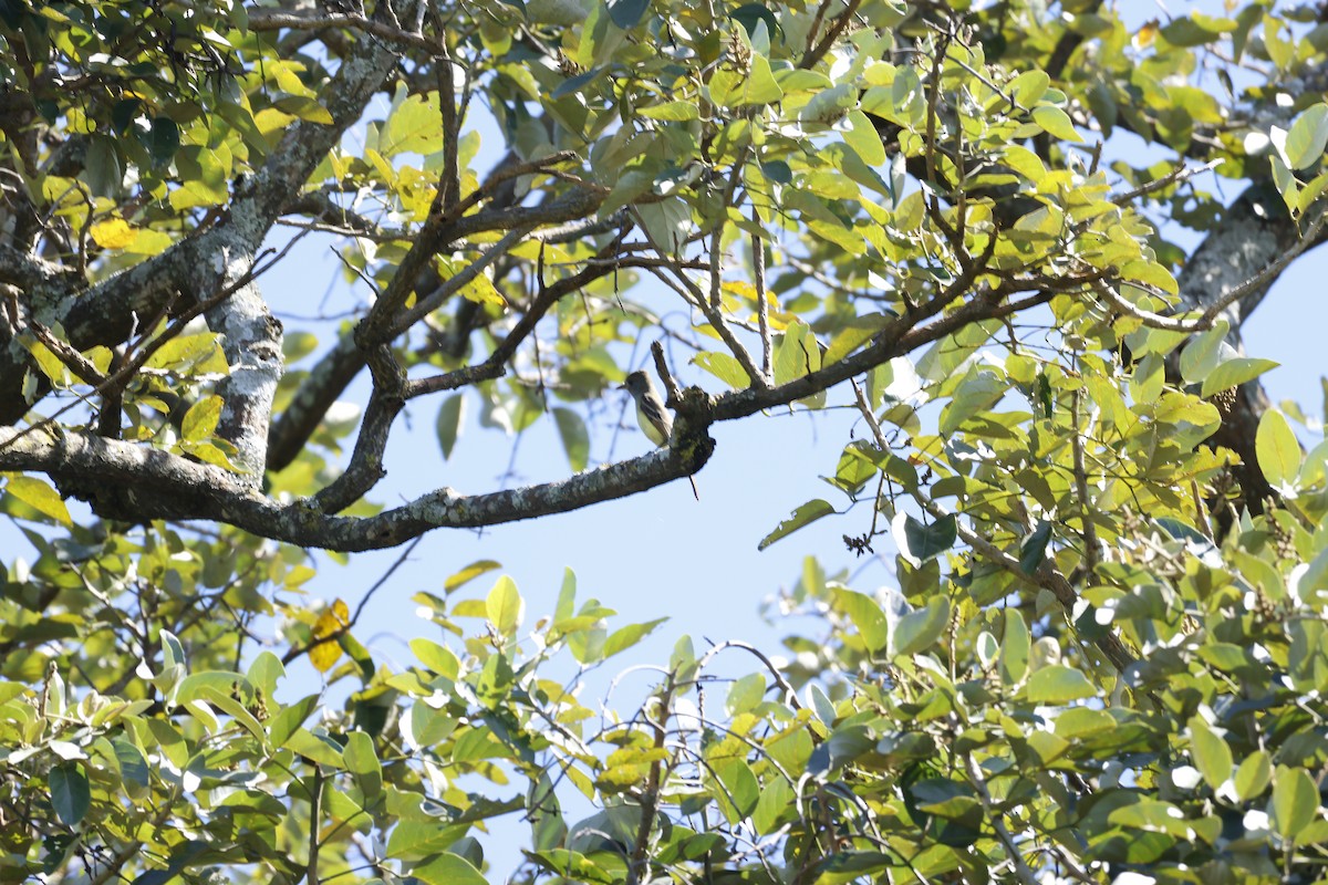 Great Crested Flycatcher - ML647399633