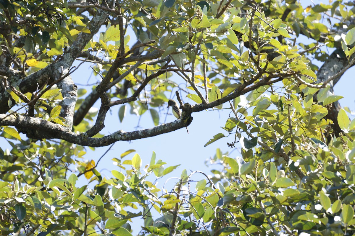 Great Crested Flycatcher - ML647399634