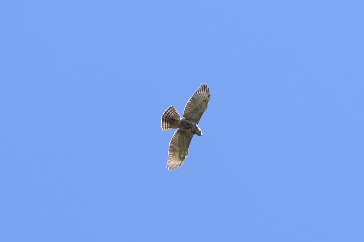 Gray Hawk - ML647399638