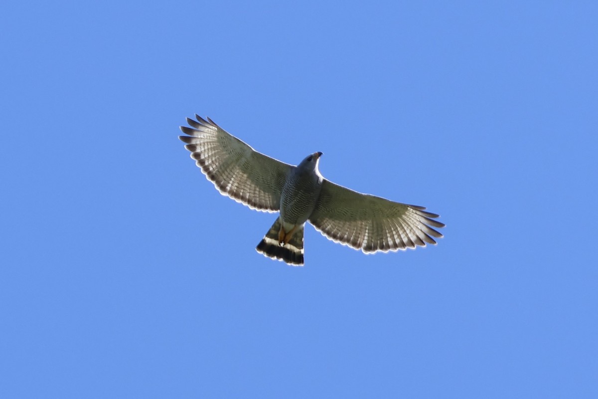 Gray Hawk - ML647399640