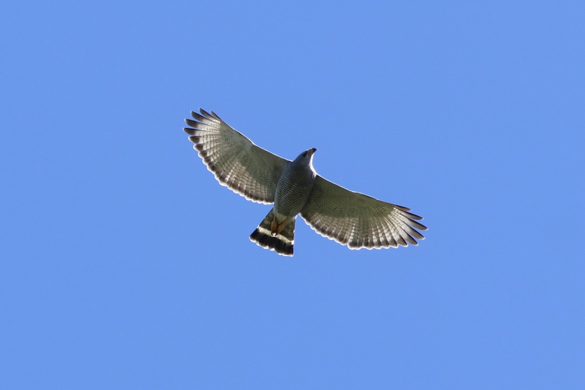 Gray Hawk - ML647399641