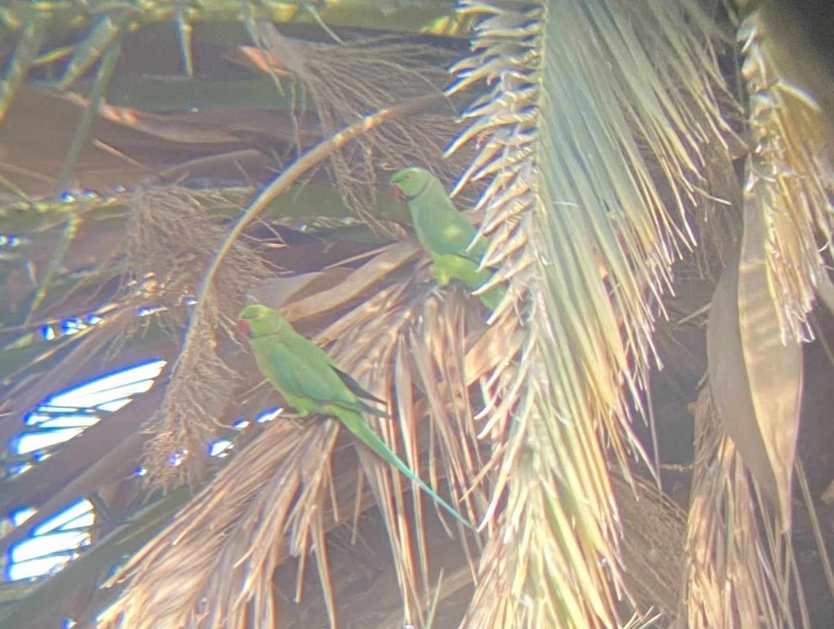 Rose-ringed Parakeet - ML647399642