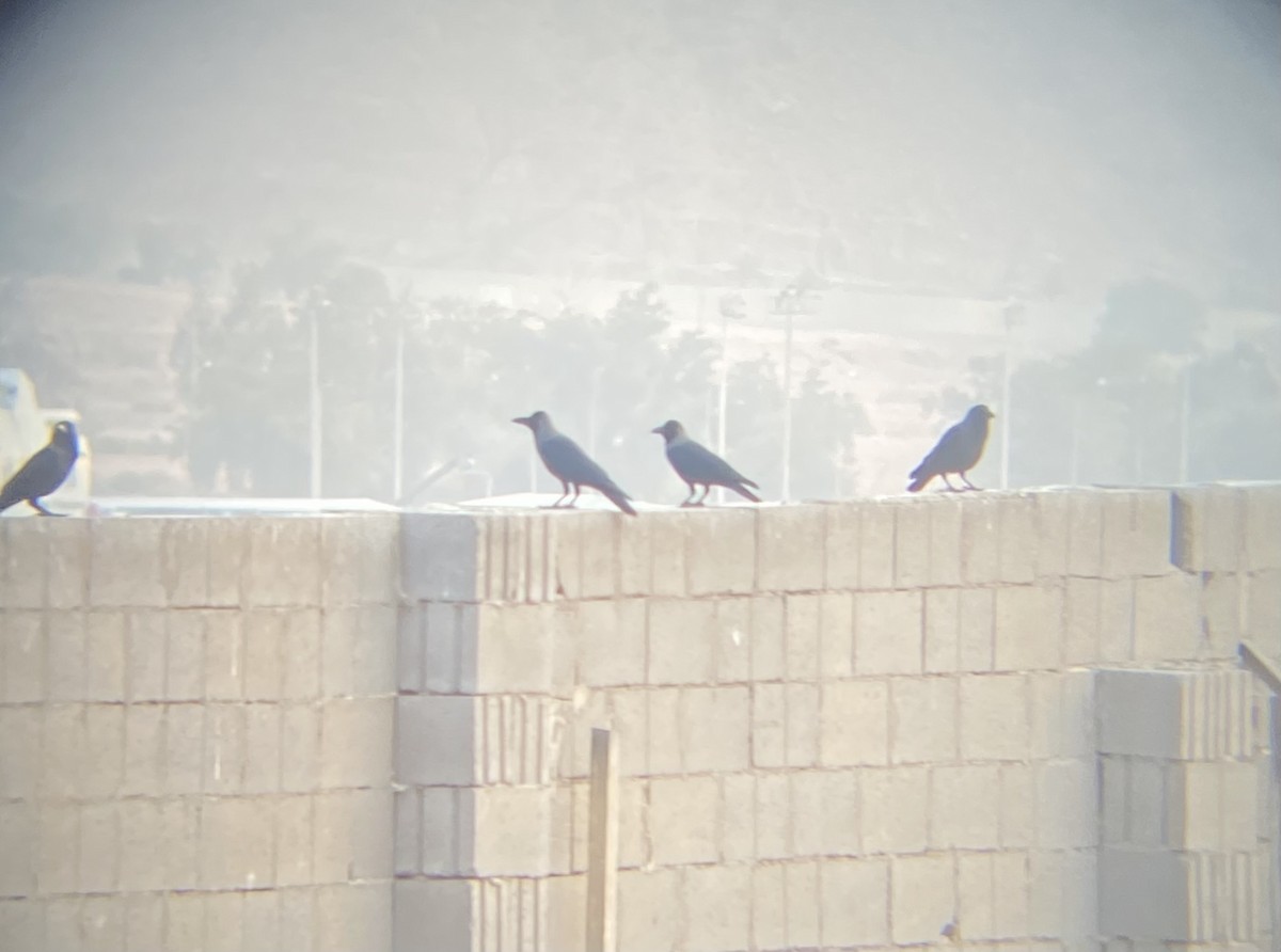 Ворона індійська - ML647399643