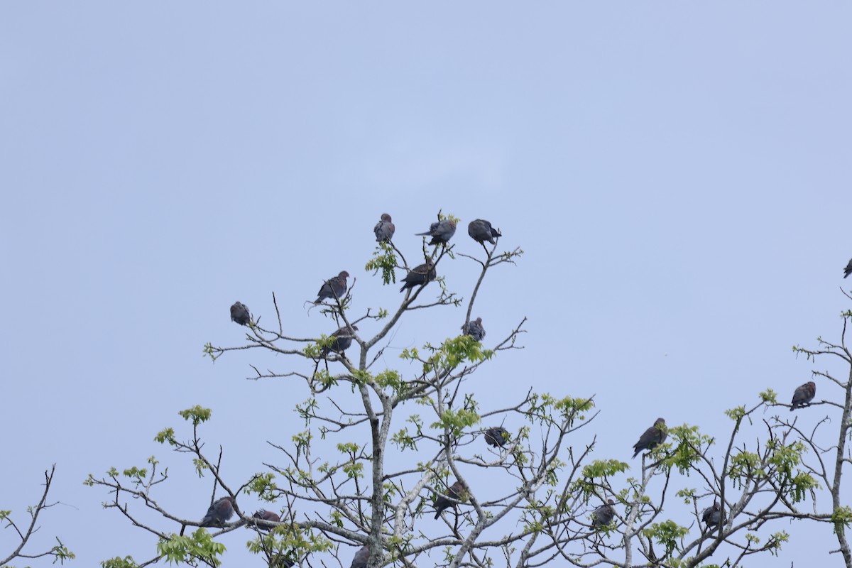 Red-billed Pigeon - ML647399644