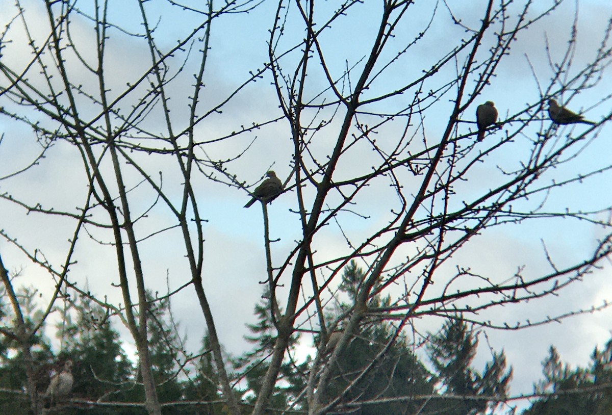 Uzun Kuyruklu Kumru - ML647399645