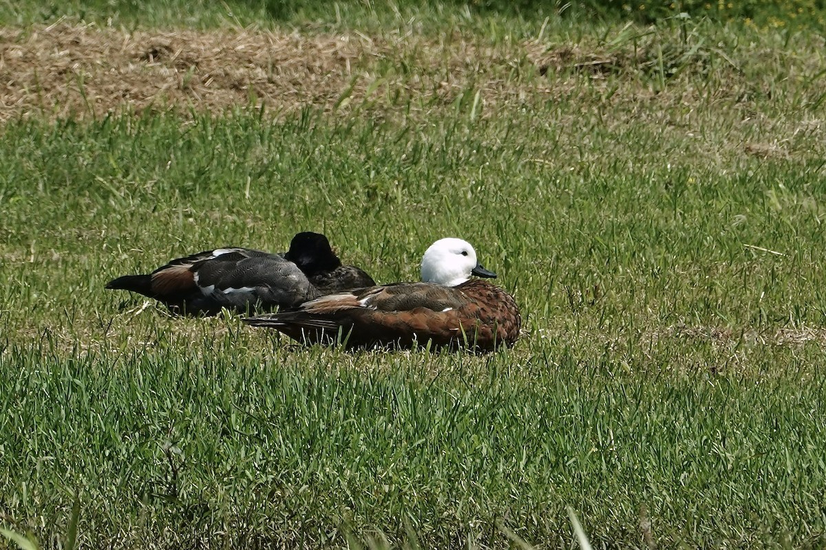 Tarro Maorí - ML647399650