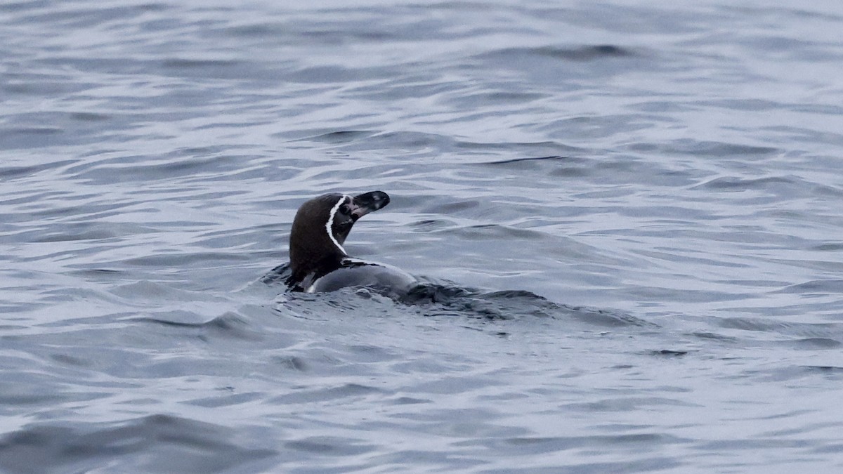 Pingüino de Humboldt - ML647399651