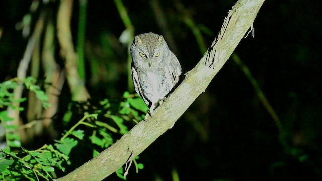 Oriental Scops-Owl (Walden's) - ML647399653