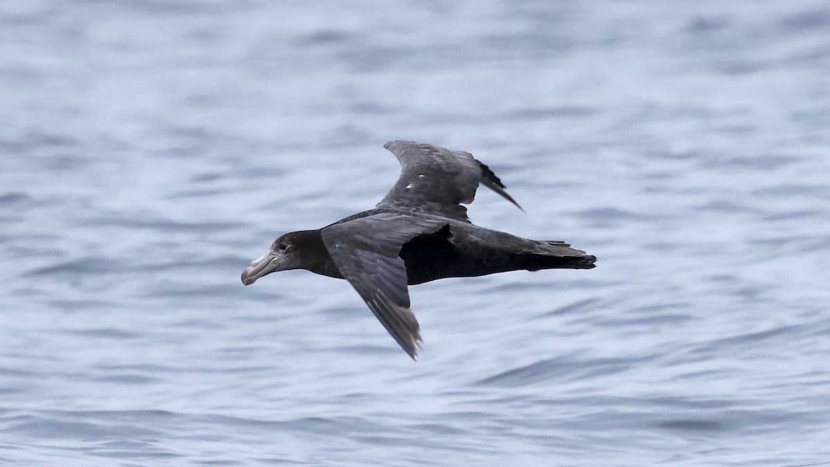 Abanto Marino Subantártico - ML647399658