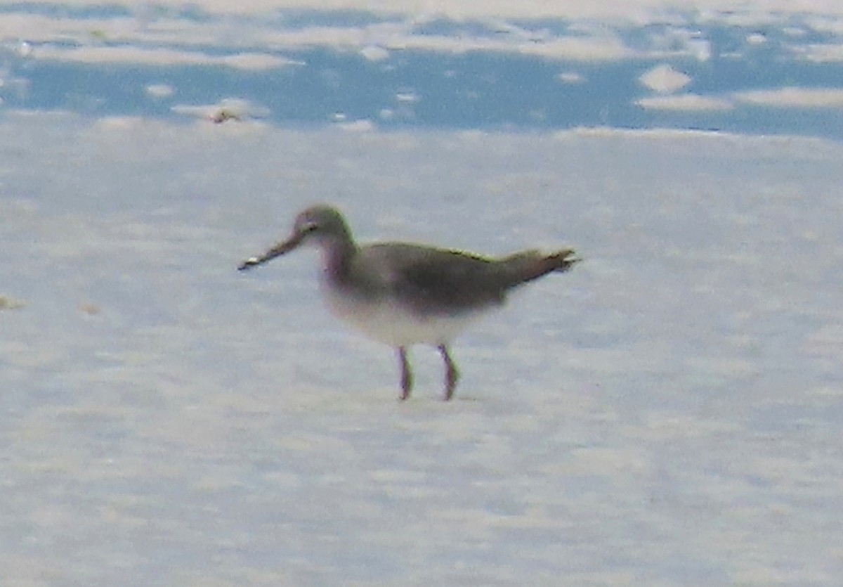 Gray-tailed Tattler - ML647399659