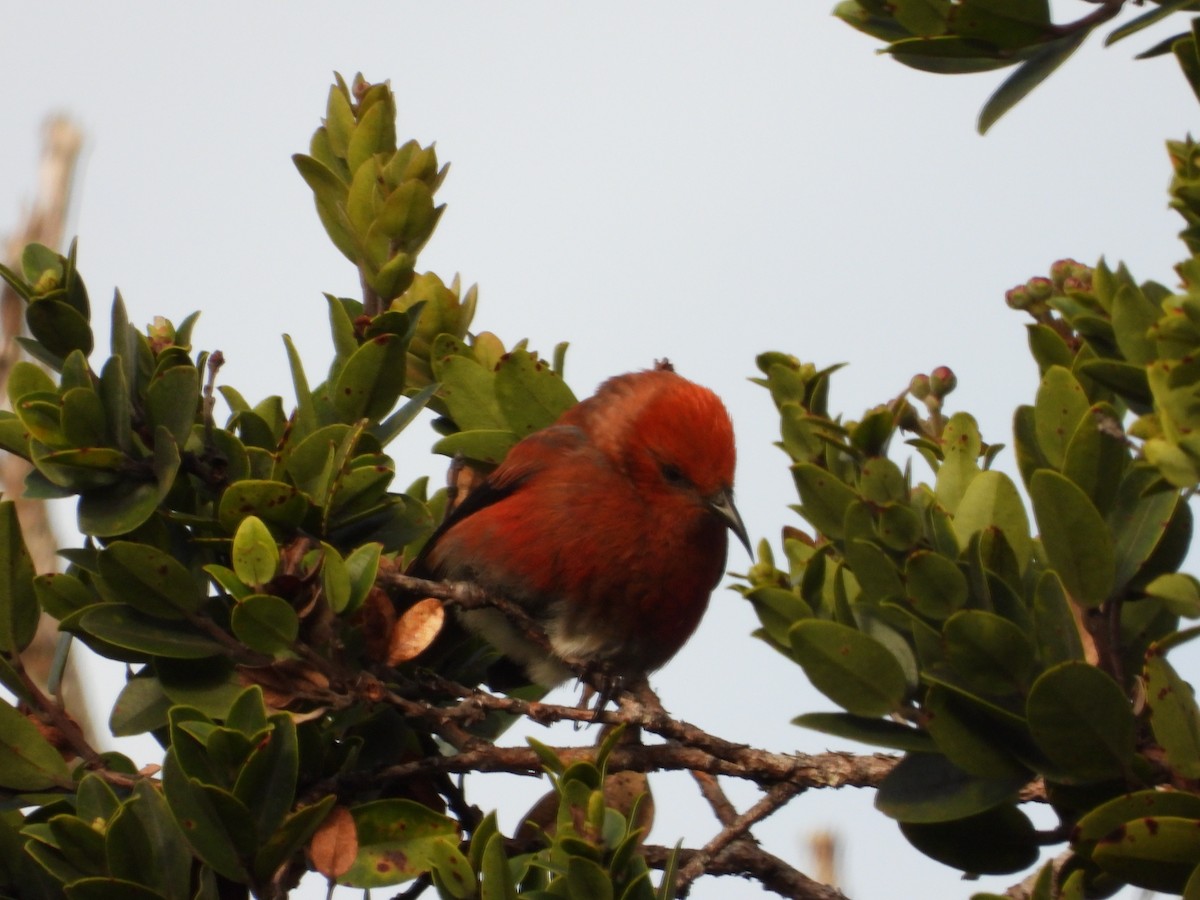 アカハワイミツスイ - ML647399661