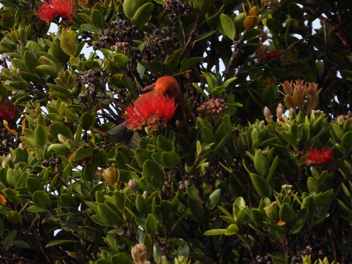 アカハワイミツスイ - ML647399662