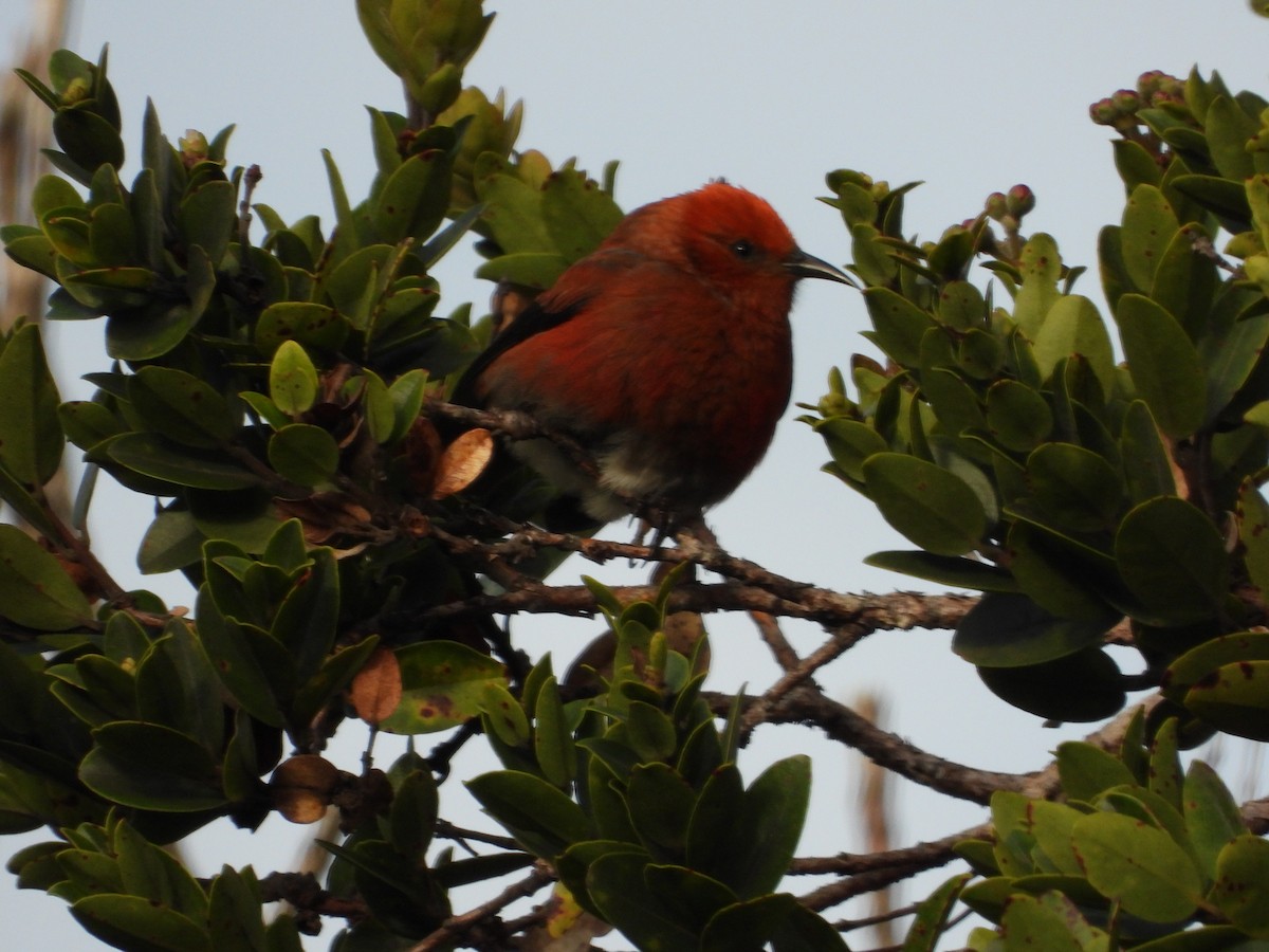 アカハワイミツスイ - ML647399663