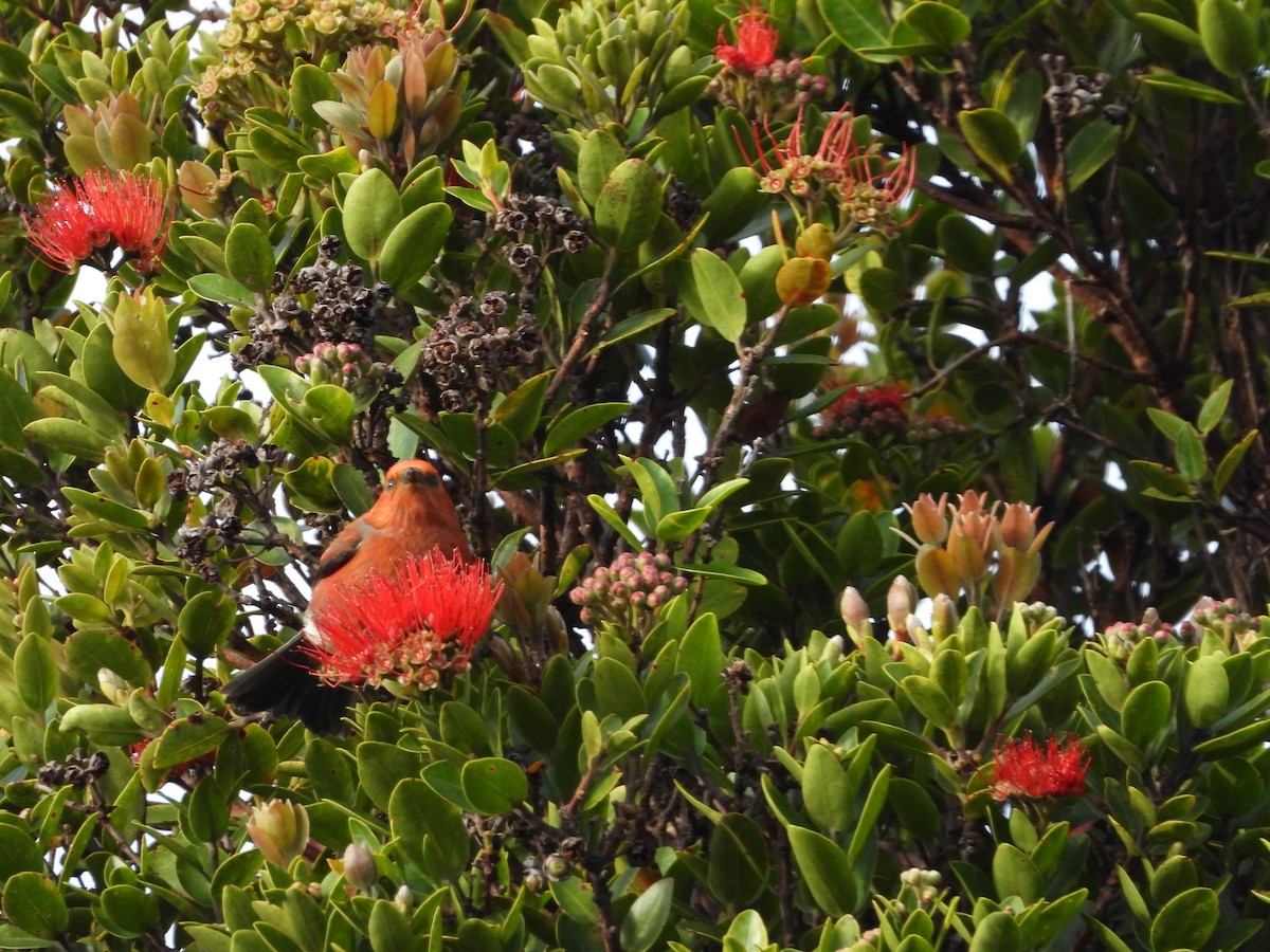 アカハワイミツスイ - ML647399664