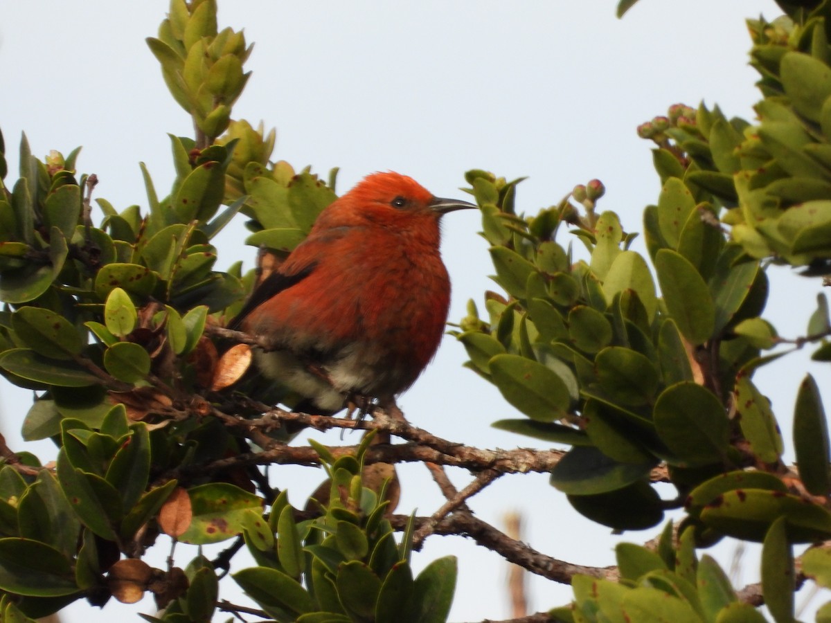 アカハワイミツスイ - ML647399665