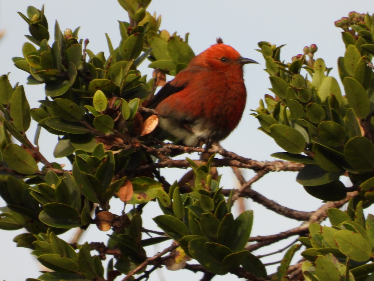 アカハワイミツスイ - ML647399666