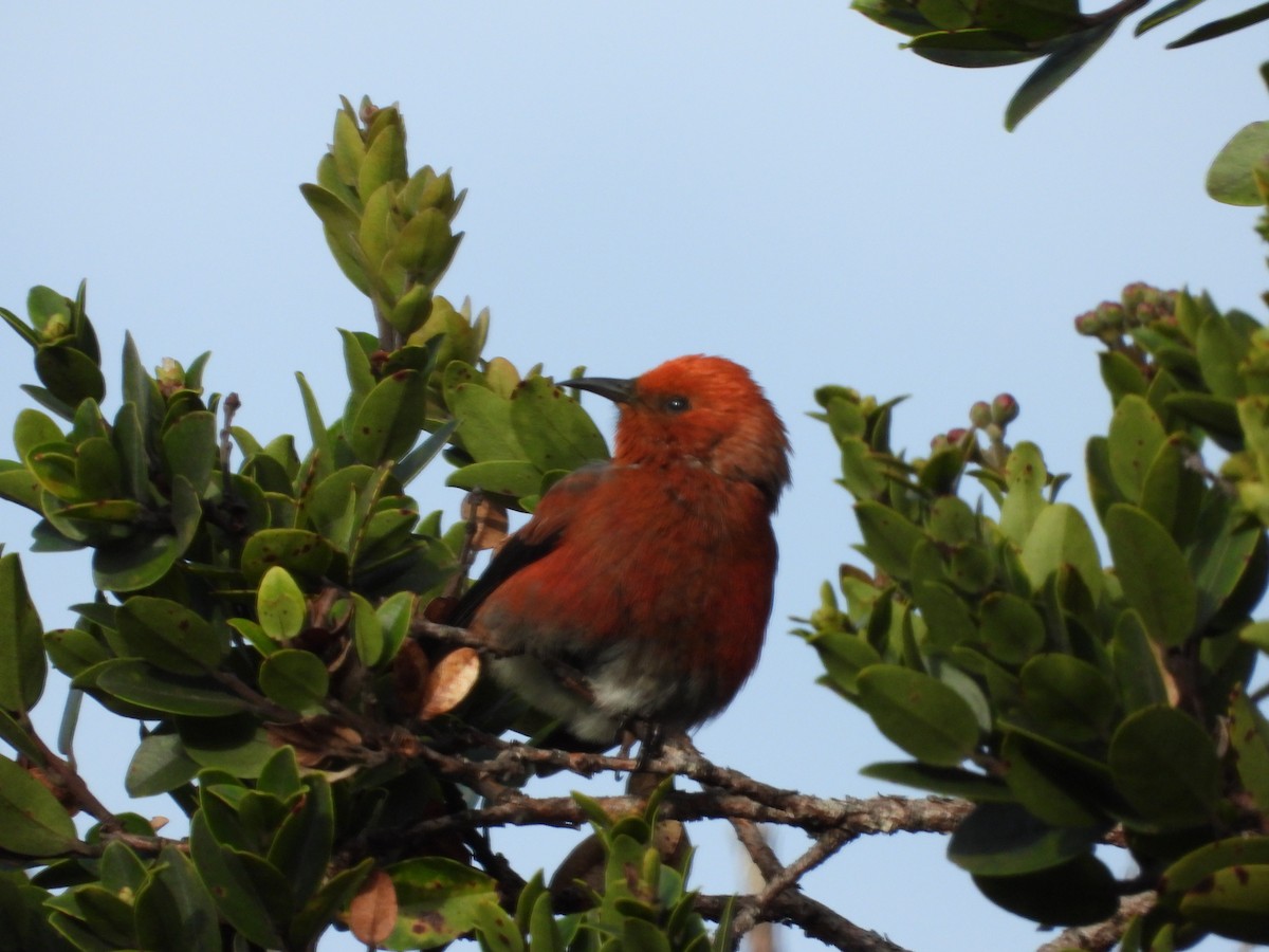 アカハワイミツスイ - ML647399667