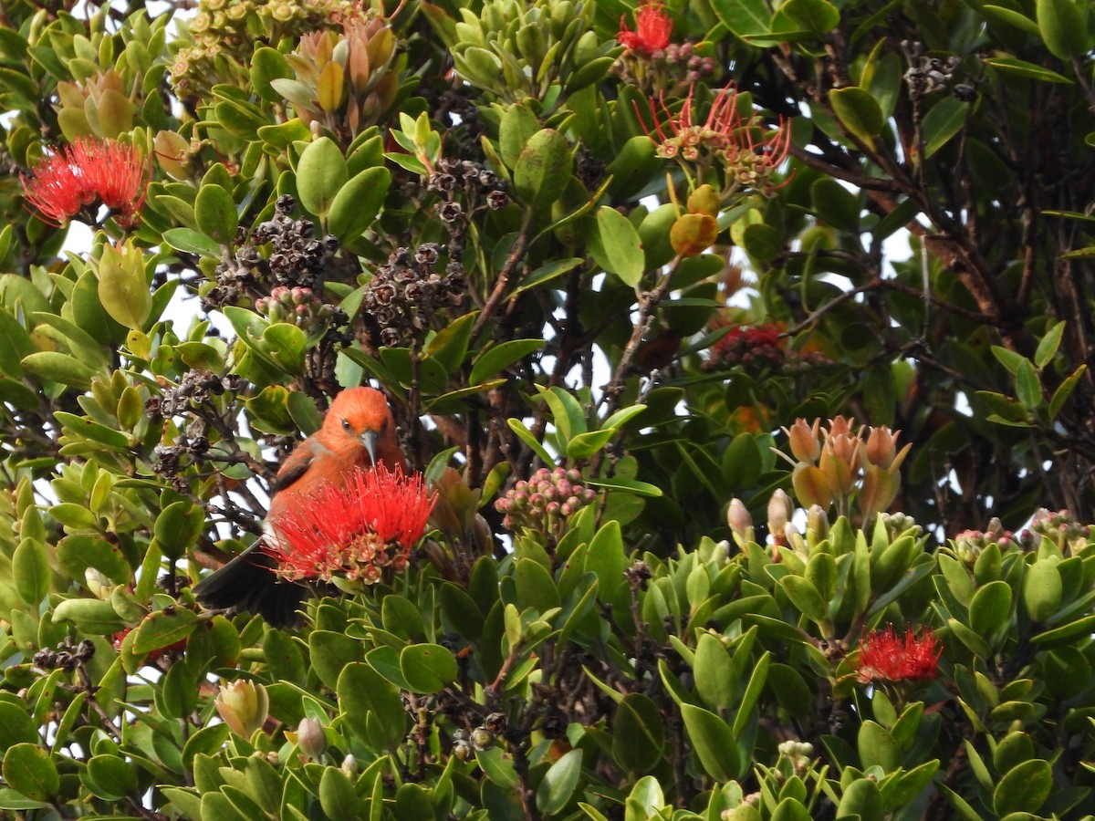 アカハワイミツスイ - ML647399668