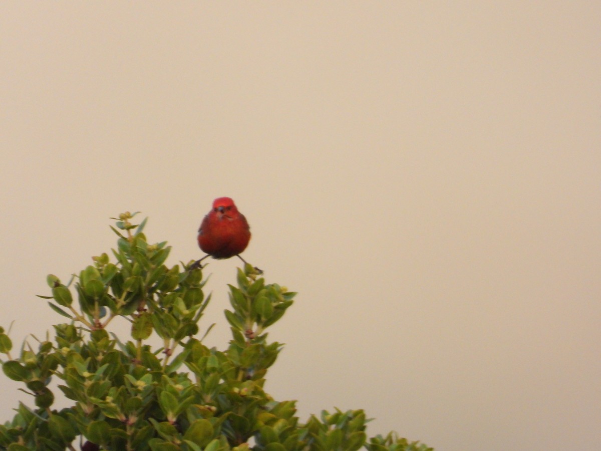 アカハワイミツスイ - ML647399669