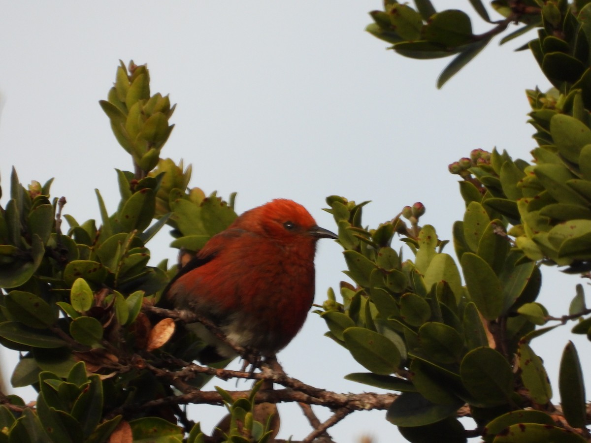 アカハワイミツスイ - ML647399670