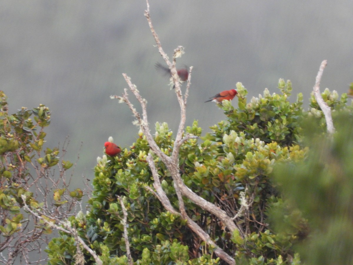 アカハワイミツスイ - ML647399672