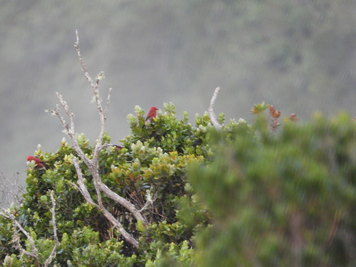 アカハワイミツスイ - ML647399673