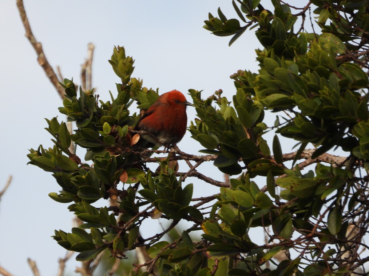 アカハワイミツスイ - ML647399674