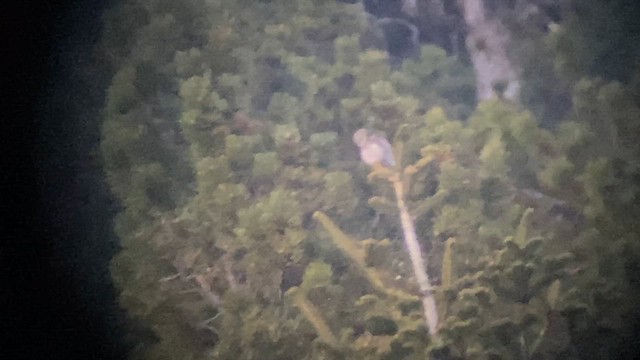 Eurasian Pygmy-Owl - ML647399679